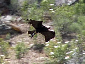 Male Spanish Imperial Eagle - Aquila adalberti © John Muddeman